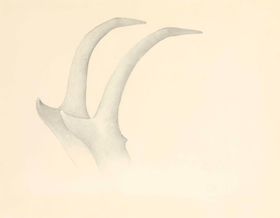Antelope Horns Georgia O'Keeffe